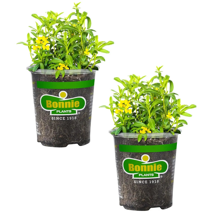 Assorted Herbs ~ Seasonal Herbs (4.5in)-ServeScape