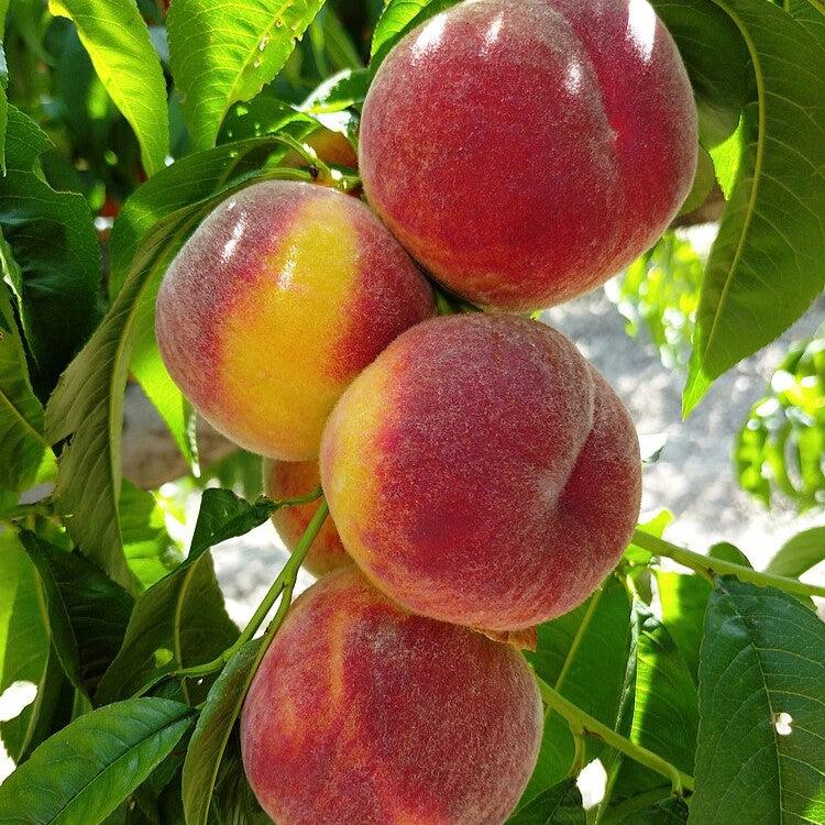 Prunus persica 'Gulfcrimson' ~ Gulf Crimson Peach-ServeScape