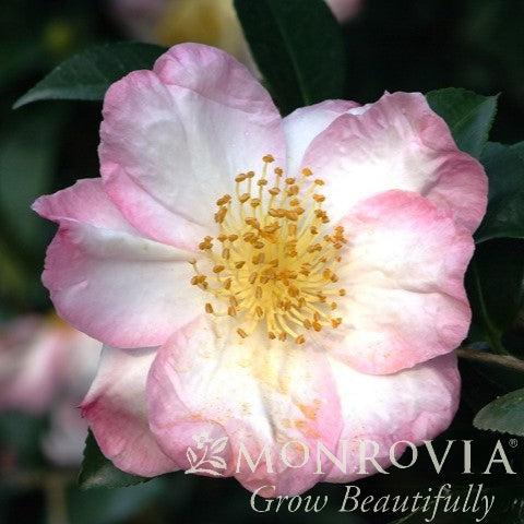 Camellia sasanqua 'Apple Blossom' ~ Monrovia® Apple Blossom Camellia-ServeScape