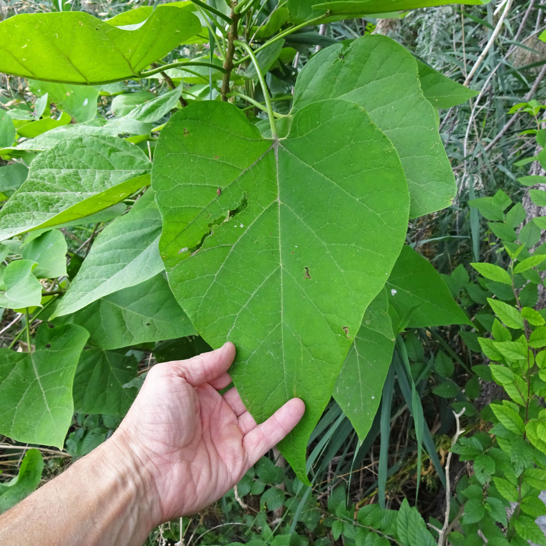 Catalpa speciosa ~ Northern Catalpa-ServeScape