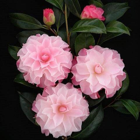 Camellia japonica 'Buttons and Bows' ~ Buttons and Bows Camellia-ServeScape