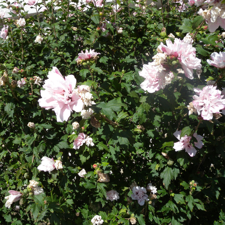 Hibiscus syriacus 'Blushing Bride' ~ Blushing Bride Hibiscus-ServeScape