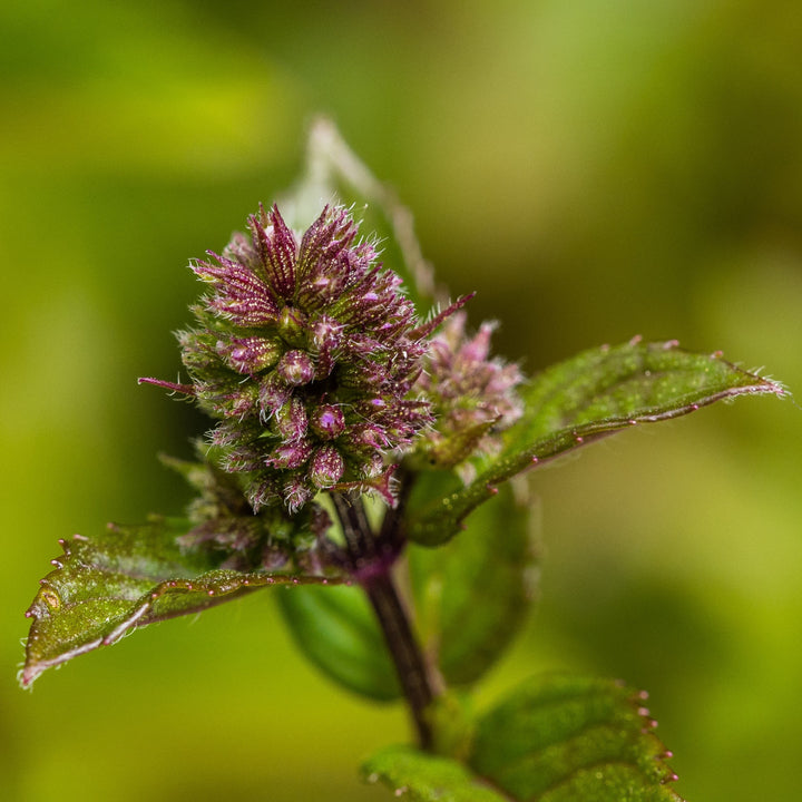 Mentha x piperita 'Chocolate' ~ Chocolate Mint-ServeScape