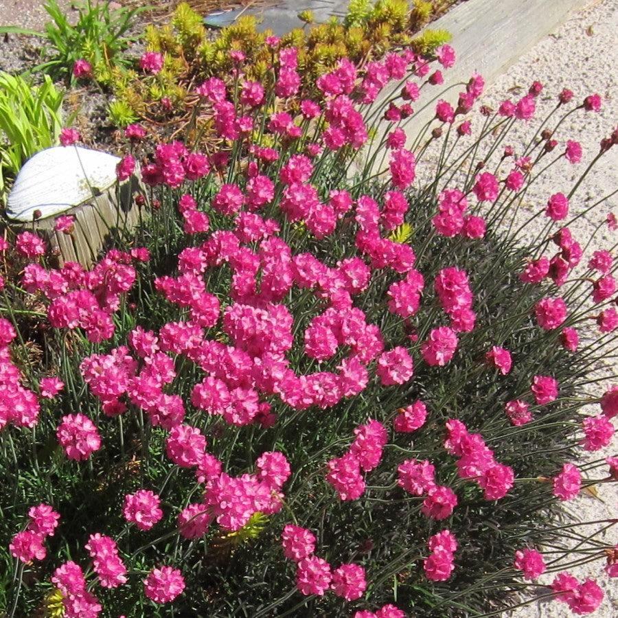 Armeria maritima 'Rubrifolia' ~ Rubrifolia Sea Thrift-ServeScape