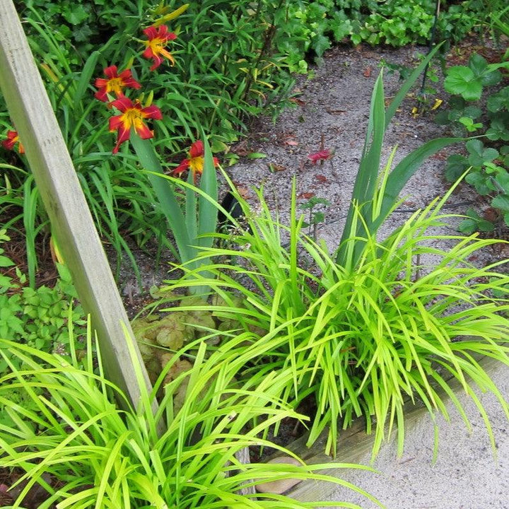 Liriope muscari ‘Pee Dee Gold Ingot’ ~ Golden Lily Turf-ServeScape