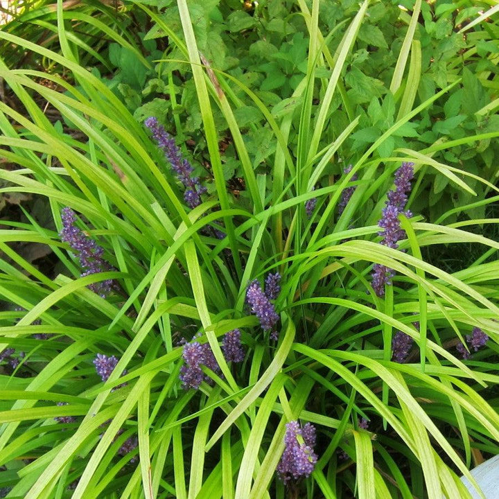 Liriope muscari ‘Pee Dee Gold Ingot’ ~ Golden Lily Turf-ServeScape