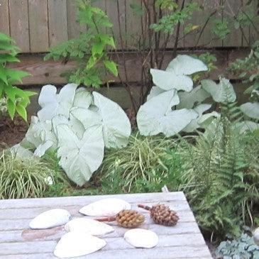 Caladium 'Moonlight' ~ Moonlight Caladium-ServeScape