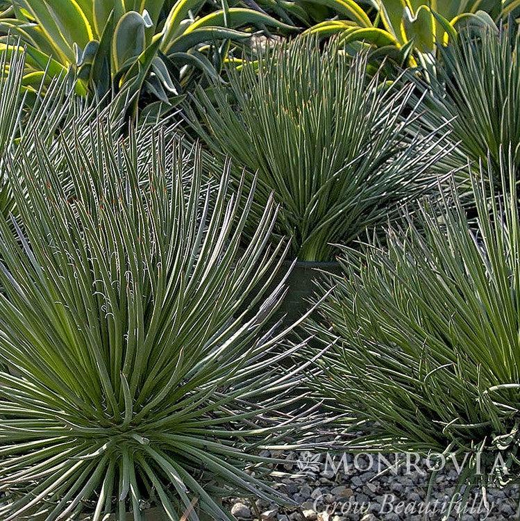 Agave geminiflora ~ Twin Flowered Agave-ServeScape
