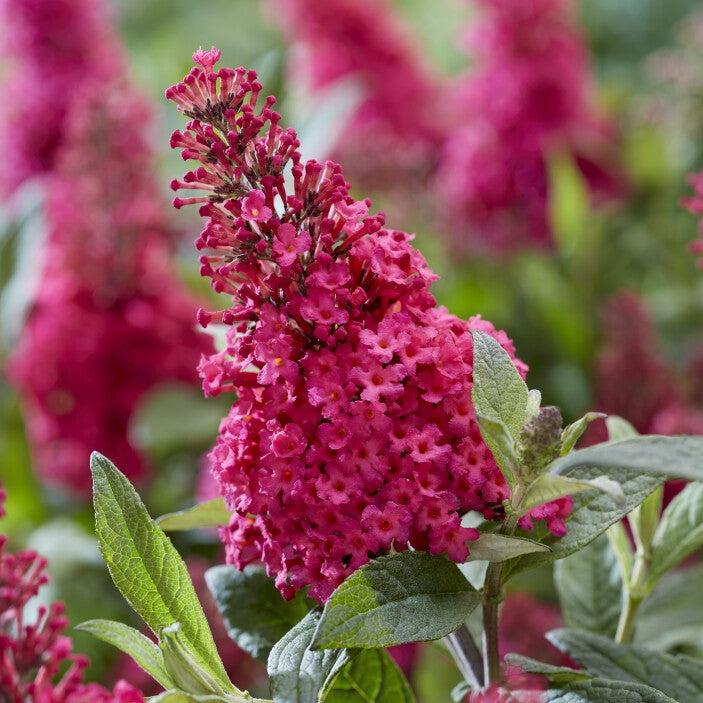 Buddleia davidii ‘BotEx 006’ PP34500 ~ Butterfly Candy™ Li'l Raspberry™ Butterfly Bush-ServeScape