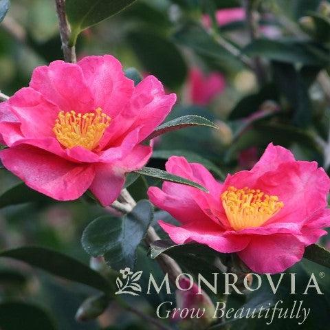 Camellia sasanqua 'Kanjiro' ~ Monrovia® Kanjiro Camellia-ServeScape