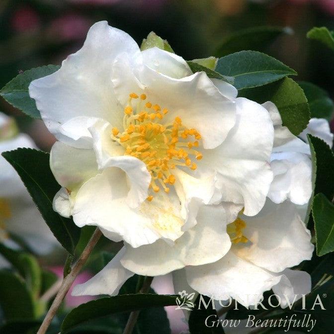 Camellia sasanqua 'Setsugekka' ~ Monrovia® Setsugekka Camellia-ServeScape