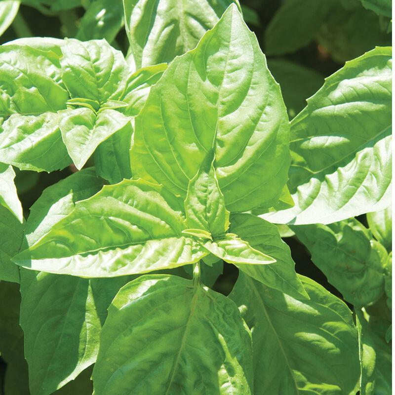 Ocimum basilicum 'Nufar' ~ Nufar Sweet Basil-ServeScape