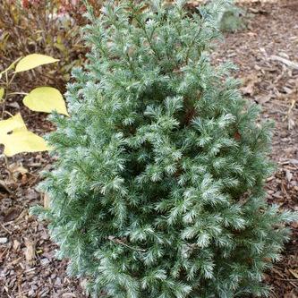 Chamaecyparis pisifera ‘Devon Cream’ ~ Devon Cream Sawara Cypress-ServeScape