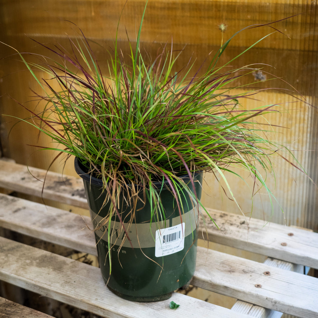 Pennisetum alopecuroides 'Burgundy Bunny' ~ Burgundy Bunny Fountain Grass-ServeScape