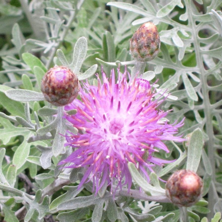 Centaurea cineraria 'Colchester White' ~ Colchester White' Dusty Miller-ServeScape