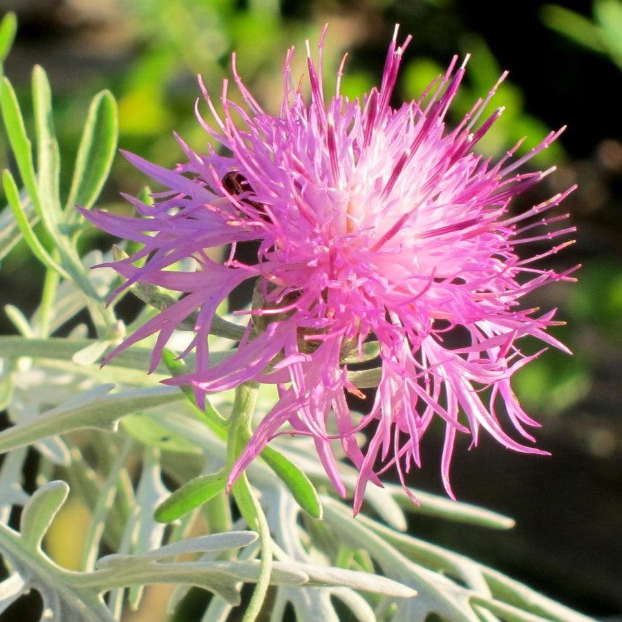 Centaurea cineraria 'Colchester White' ~ Colchester White' Dusty Miller-ServeScape