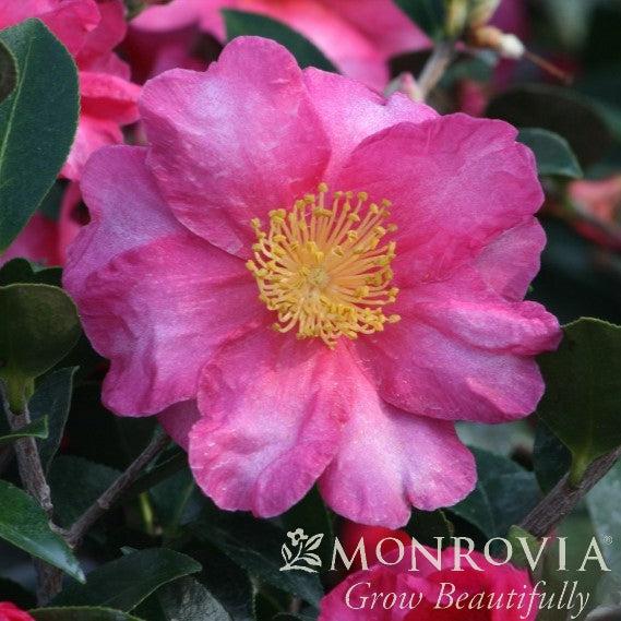 Camellia sasanqua 'Shishi Gashira' ~ Monrovia® Shishi Gashira Camellia-ServeScape