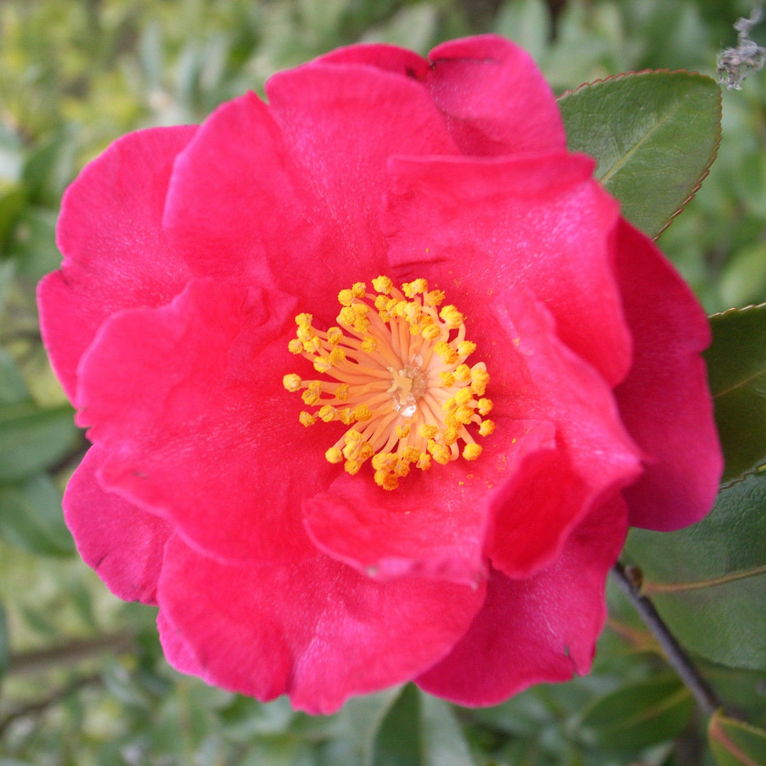 Camellia sasanqua 'Sakiyo' ~ Sakiyo Camellia-ServeScape