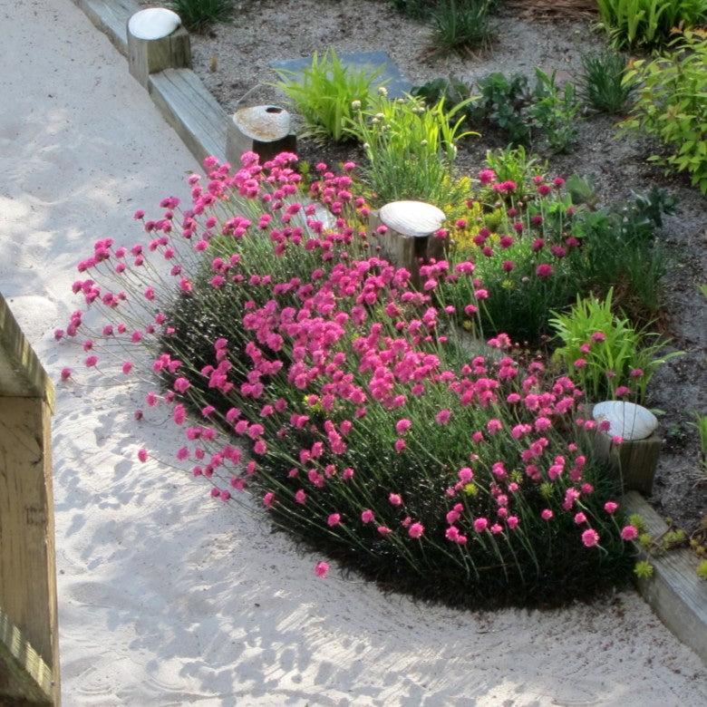 Armeria maritima 'Rubrifolia' ~ Rubrifolia Sea Thrift-ServeScape