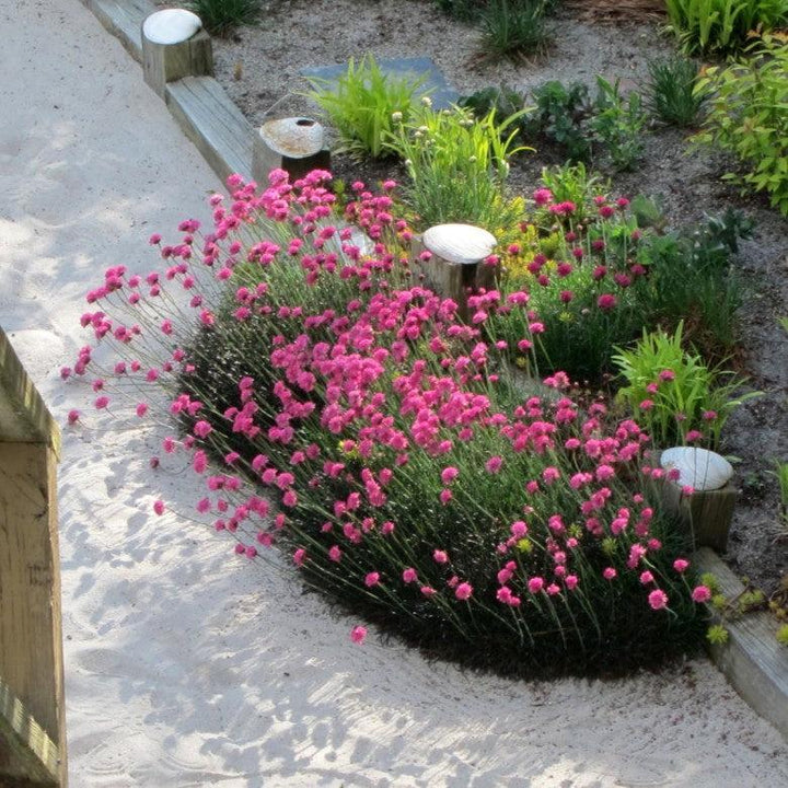 Armeria maritima 'Rubrifolia' ~ Rubrifolia Sea Thrift-ServeScape
