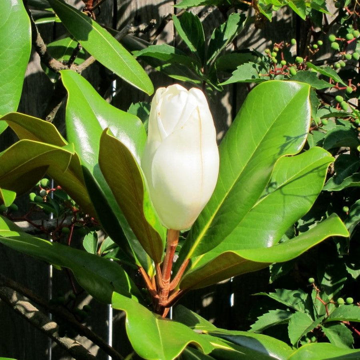 Magnolia grandiflora ‘Edith Bogue' ~ Edith Bogue Southern Magnolia-ServeScape