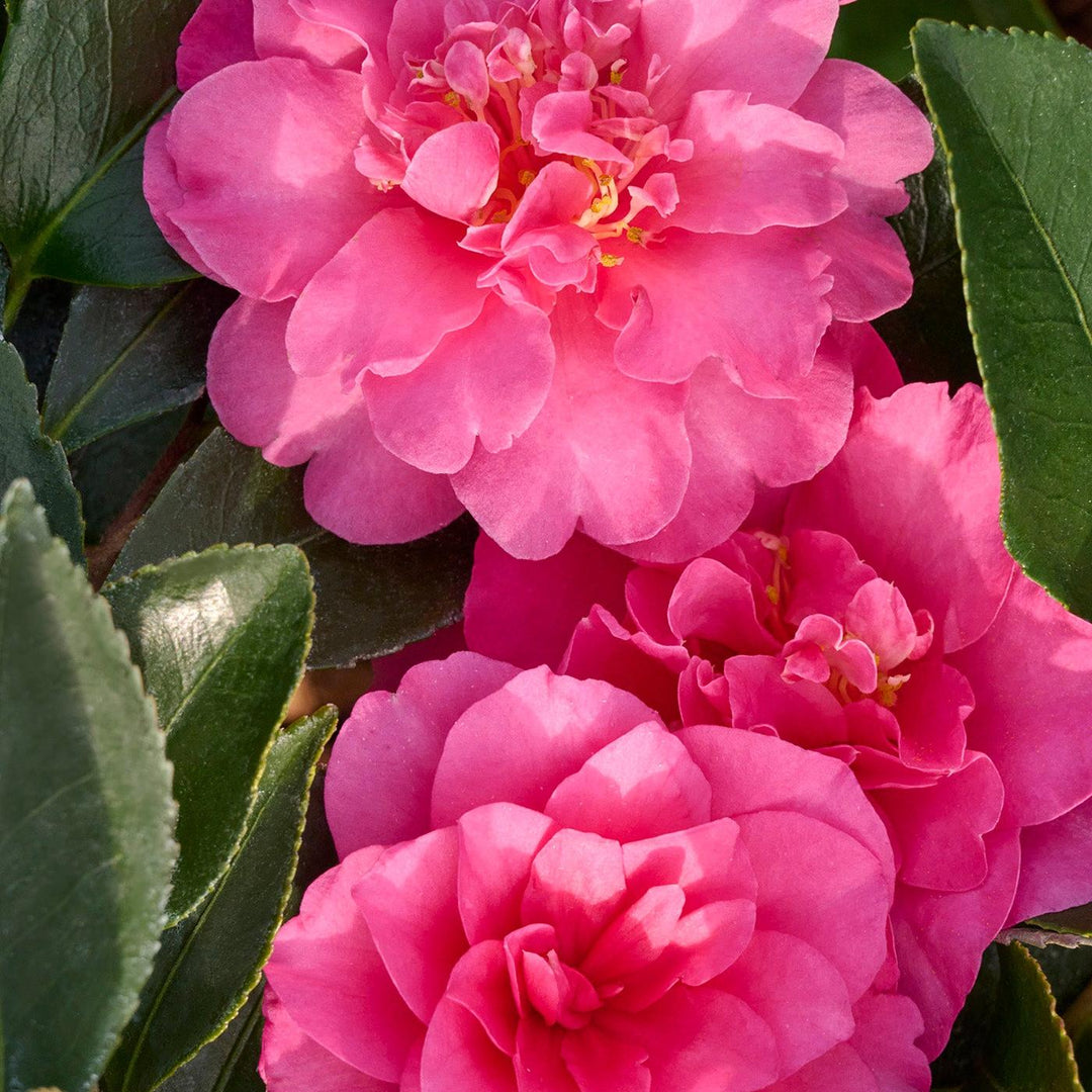 Camellia sasanqua 'Showa-No-Sakae' ~ Monrovia® Showa No Sakae Camellia-ServeScape