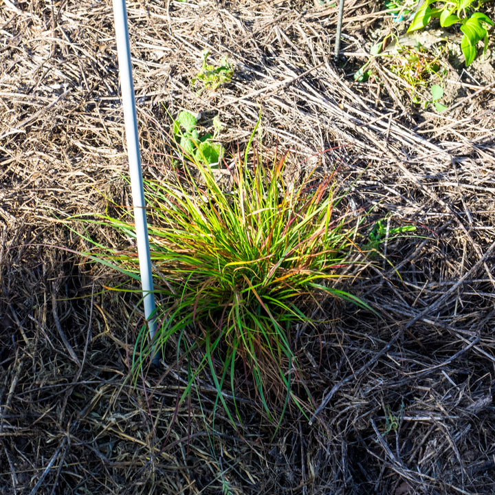 Pennisetum alopecuroides 'Burgundy Bunny' ~ Burgundy Bunny Fountain Grass-ServeScape