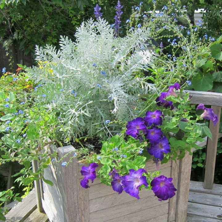 Centaurea cineraria 'Colchester White' ~ Colchester White' Dusty Miller-ServeScape