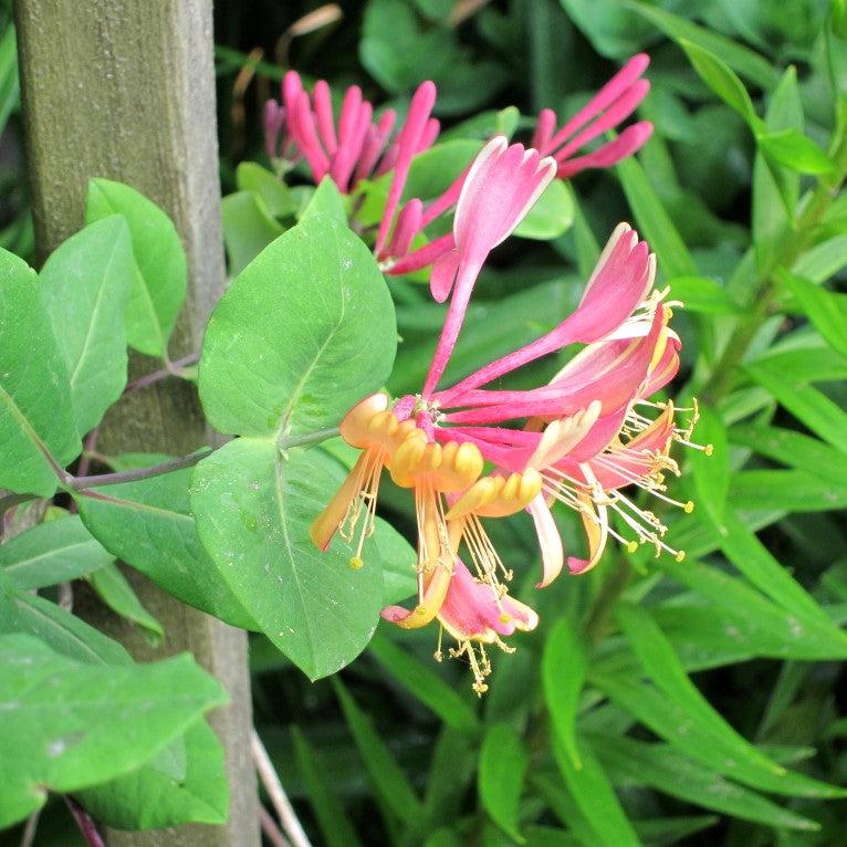 Lonicera × heckrottii 'Goldflame' ~ Goldflame Honeysuckle-ServeScape