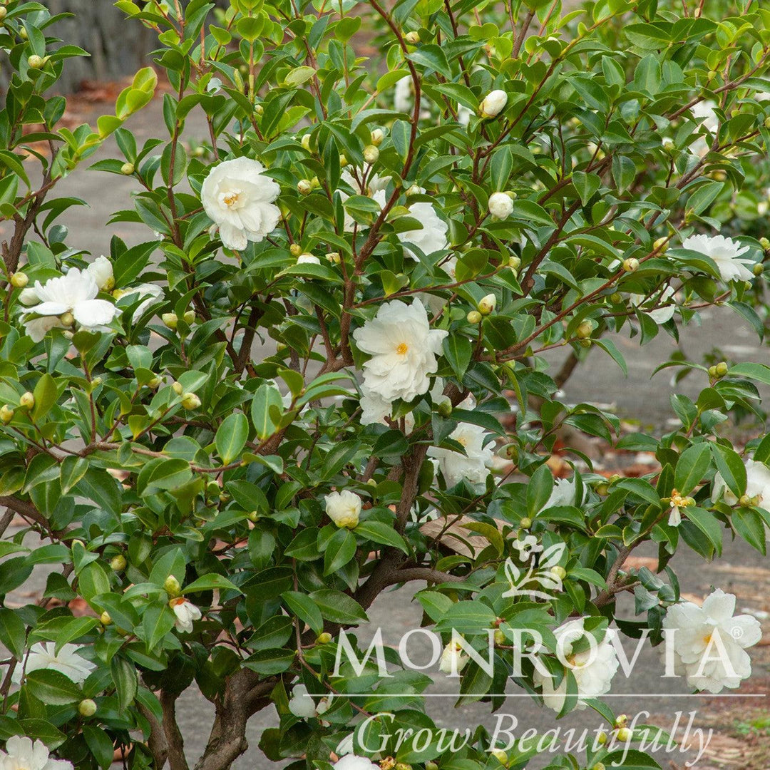 Camellia sasanqua 'Mine-No-Yuki' ~ Monrovia® White Doves Camellia-ServeScape