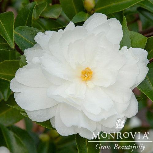 Camellia sasanqua 'Mine-No-Yuki' ~ Monrovia® White Doves Camellia-ServeScape