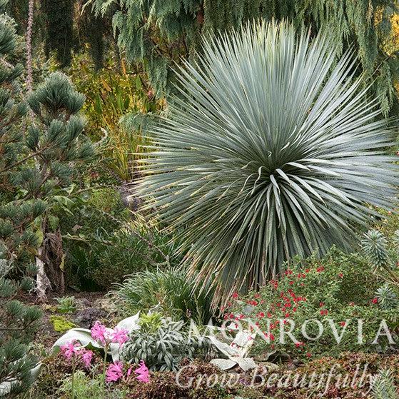 Yucca rostrata 'Sapphire Skies' ~ Monrovia® Sapphire Skies Yucca-ServeScape