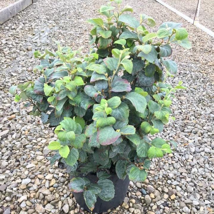 Fothergilla x intermedia 'Blue Shadow' ~ Blue Shadow Fothergilla-ServeScape