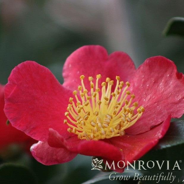 Camellia sasanqua 'Yuletide' ~ Monrovia® Yuletide Camellia-ServeScape