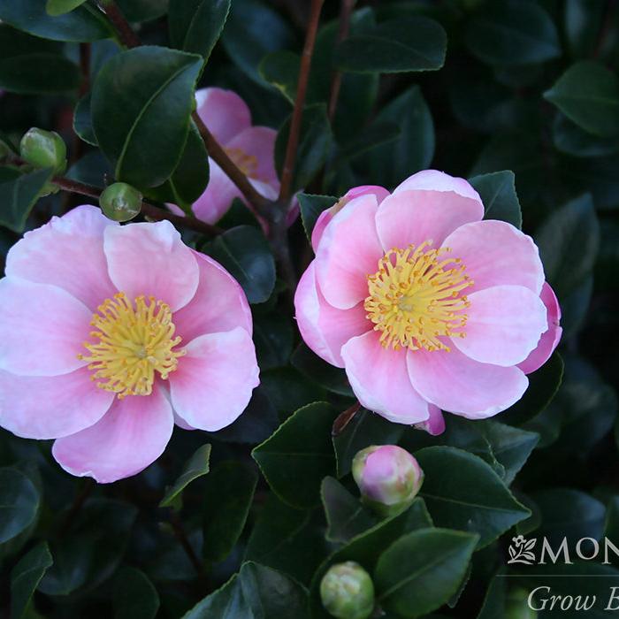 Camellia sasanqua 'Mondel' PP #21,687 ~ Monrovia® Pink-A-Boo® Camellia-ServeScape