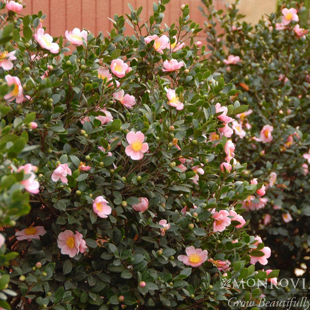 Camellia sasanqua 'Mondel' PP #21,687 ~ Monrovia® Pink-A-Boo® Camellia-ServeScape