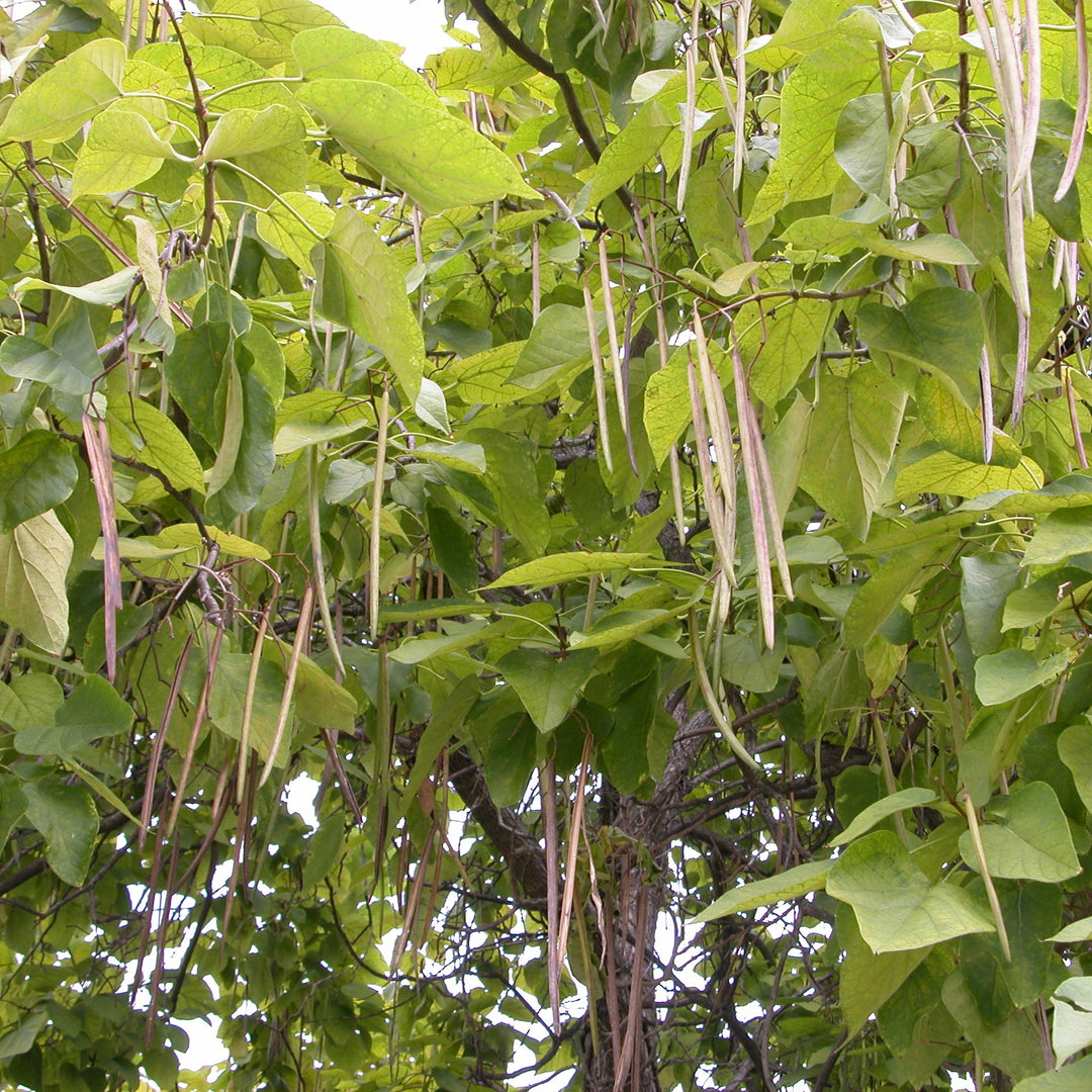 Catalpa speciosa ~ Northern Catalpa-ServeScape