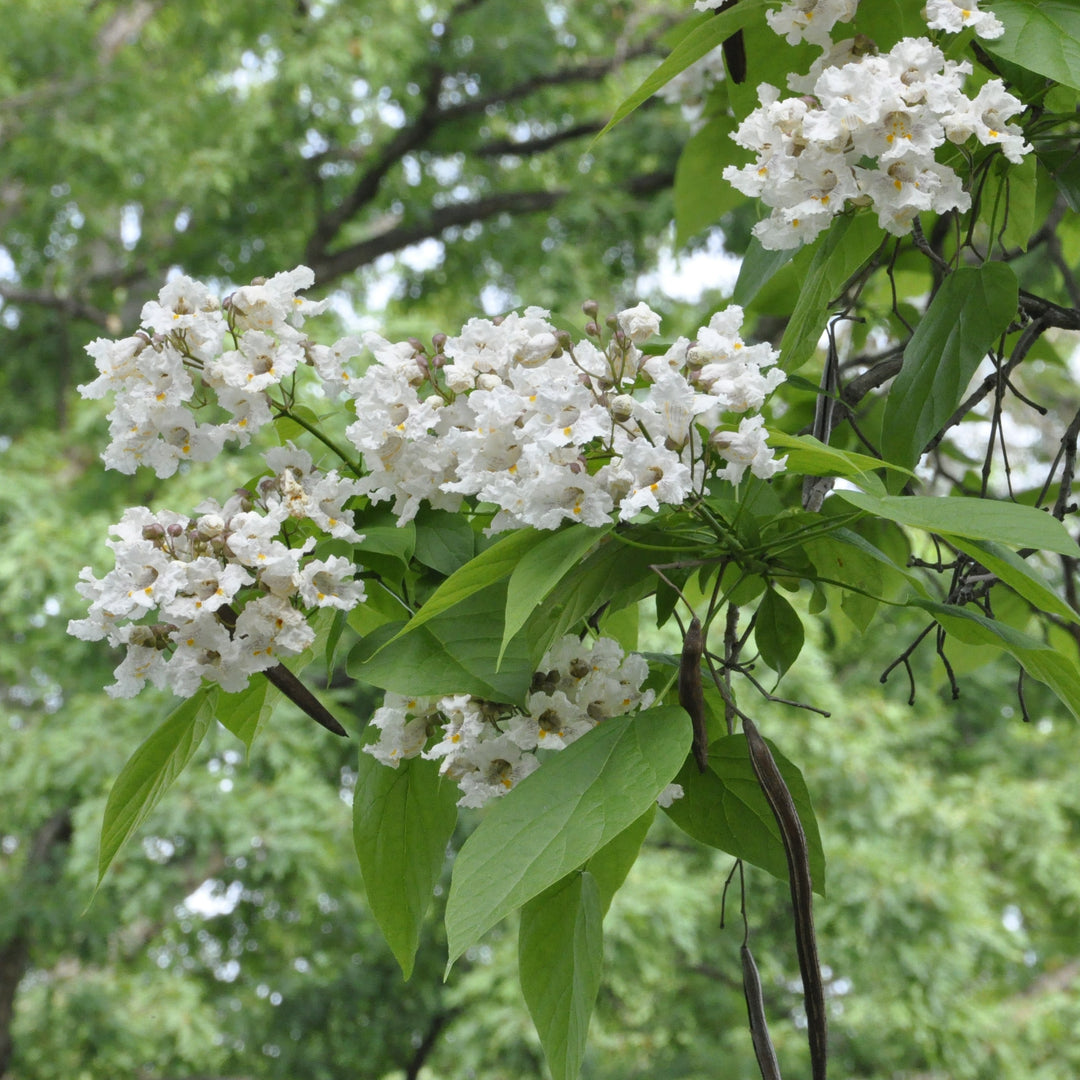 Catalpa speciosa ~ Northern Catalpa-ServeScape