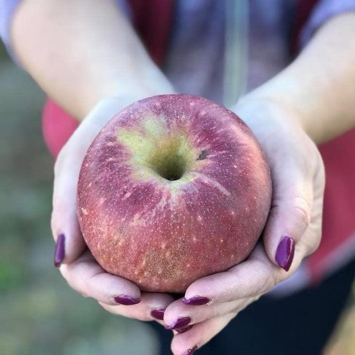 Malus domestica 'Stayman Winesap' ~ Stayman Winesap Apple-ServeScape