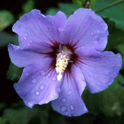 Hibiscus syriacus 'Marina' PP12680 ~ Blue Satin® Rose of Sharon-ServeScape