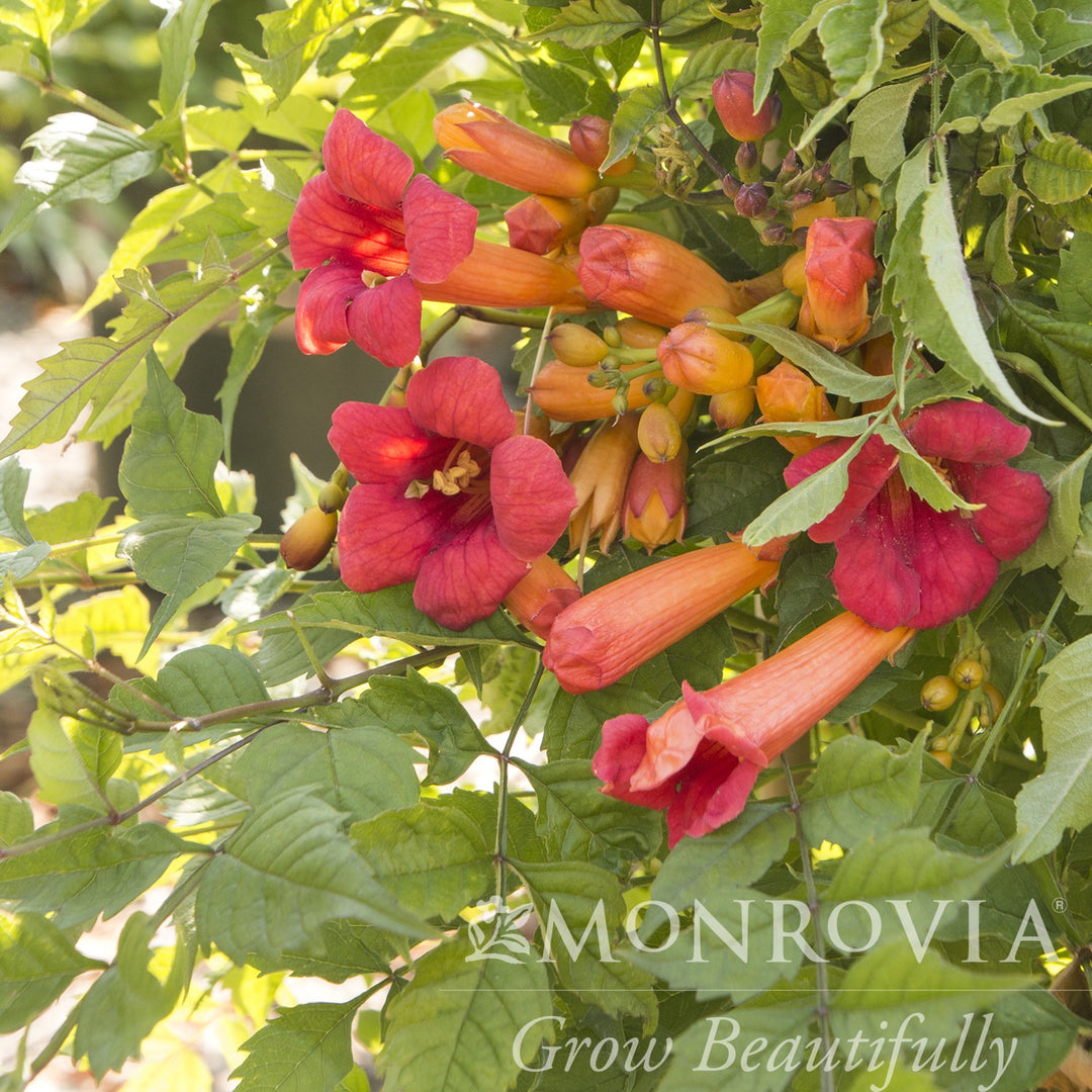 Campsis radicans 'Monbal' ~ Monrovia® Balboa Sunset® Trumpet Vine-ServeScape