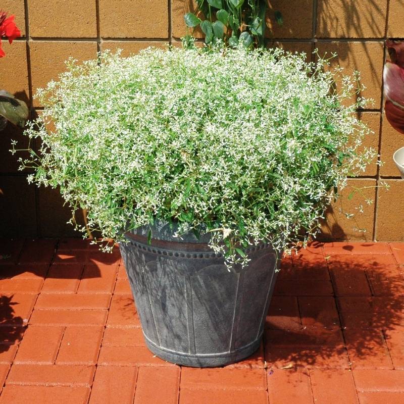 Euphorbia hypericifolia 'Glitz' ~ Glitz™ White Euphorbia-ServeScape