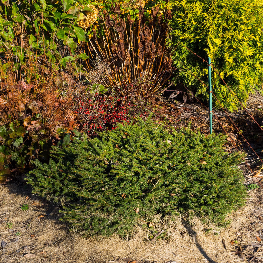 Picea abies 'Nidiformis' ~ Bird's Nest Spruce-ServeScape