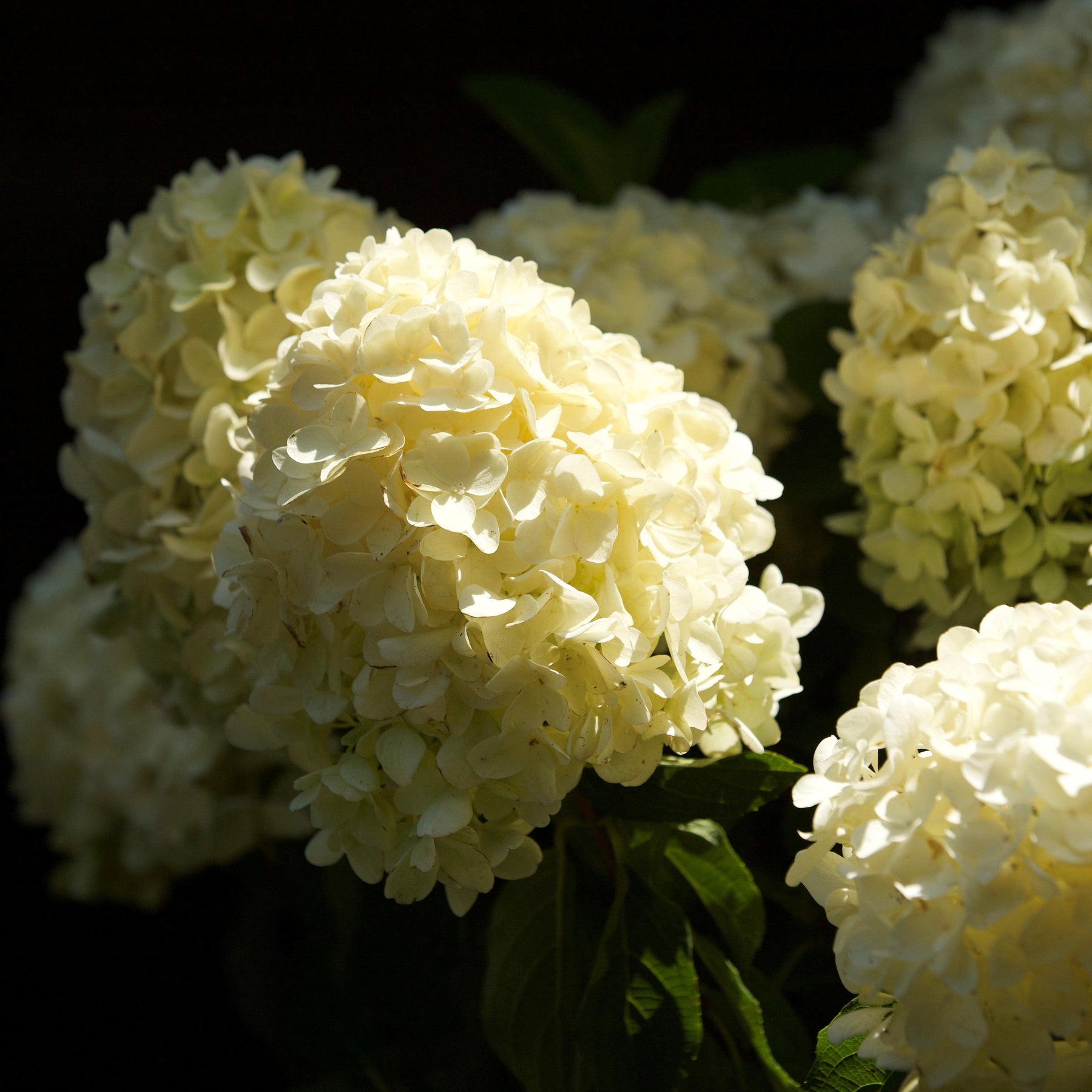 White Wedding Hydrangea Hydrangea paniculata ‘LeeP1’ PP28973 ServeScape