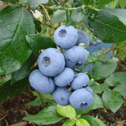 Vaccinium corymbosum 'Bonus' ~ Bonus Blueberry-ServeScape