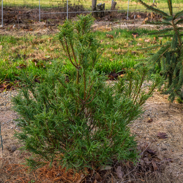 Pinus strobus 'Mini Twists' ~ Mini Twists White Pine-ServeScape