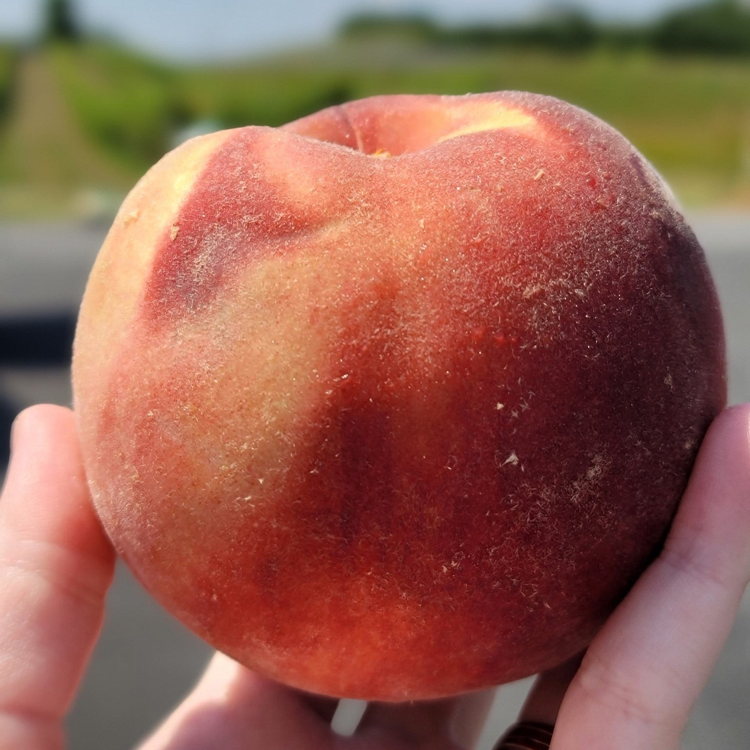 Prunus persica 'Sugar Giant' ~ Sugar Giant Peach-ServeScape