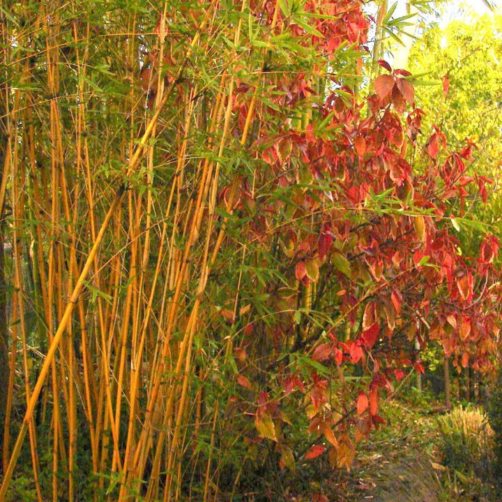 Bambusa multiplex 'Alphonse Karr' ~ Alphonse Karr Clumping Bamboo-ServeScape