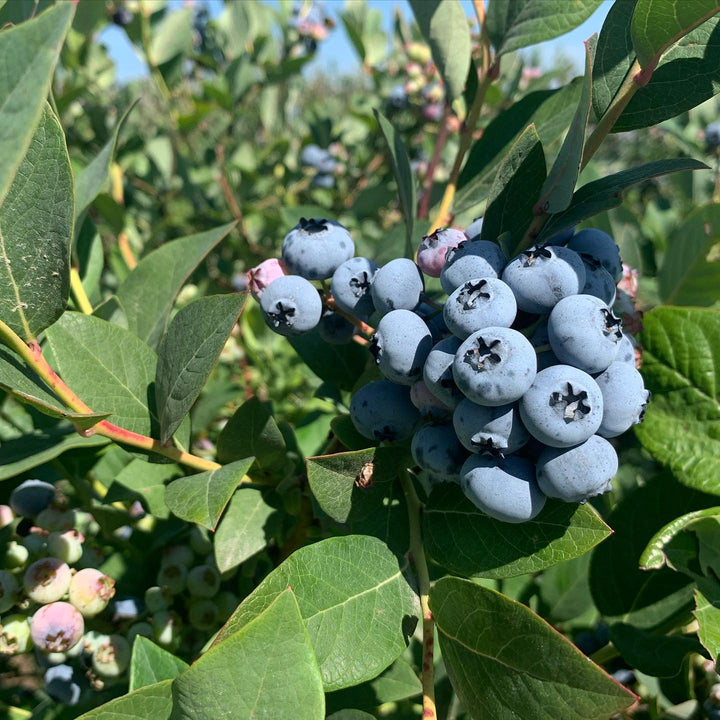 Vaccinium elliottii ~ Elliot Blueberry-ServeScape