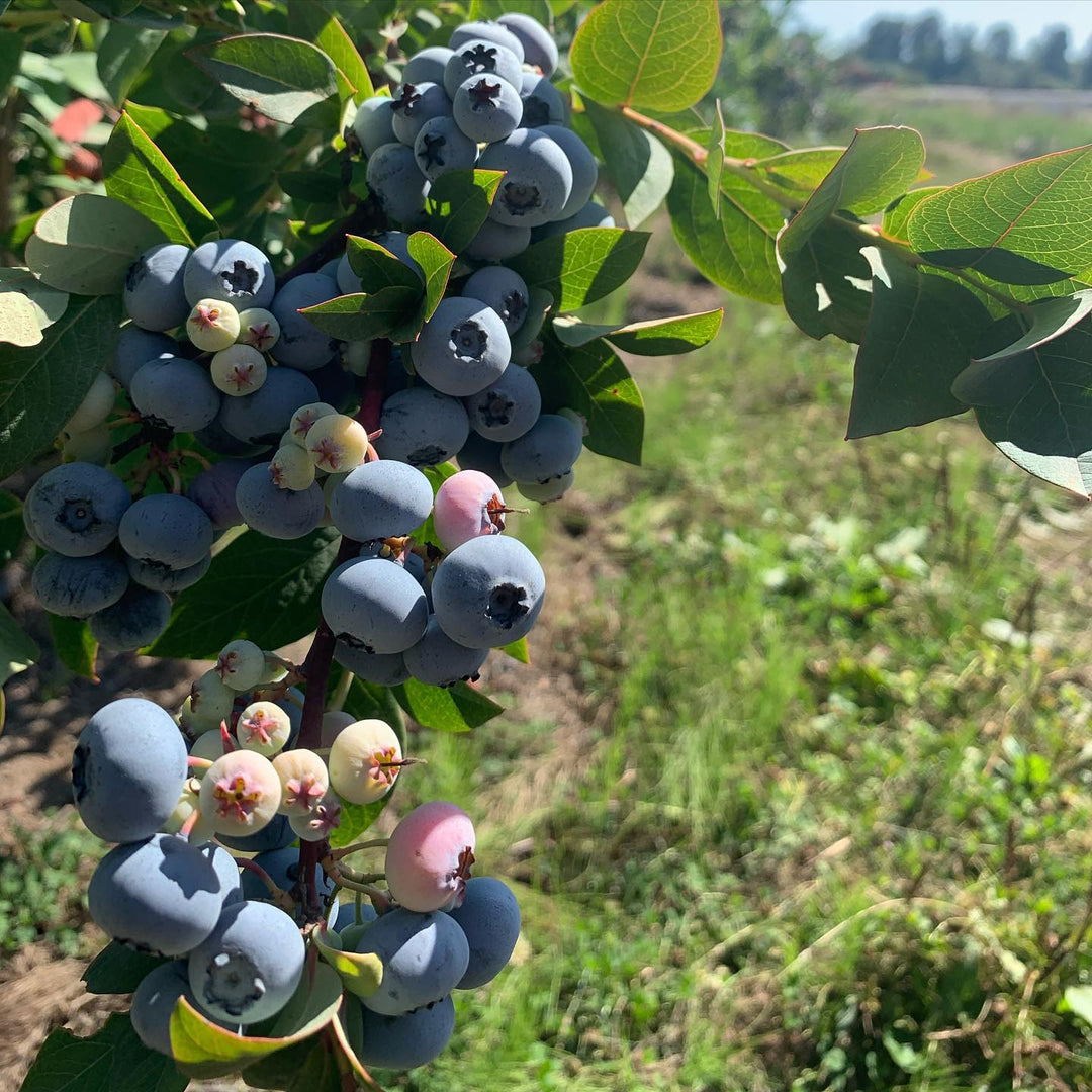 Vaccinium elliottii ~ Elliot Blueberry-ServeScape